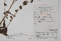 盾果草藏品圖，第2張