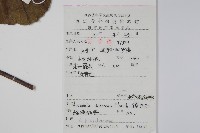 獼猴桃、奇異果藏品圖，第2張