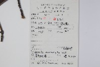 台灣狄氏厚殼樹、破布烏、粗糠樹藏品圖，第2張