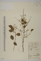 白杜藏品圖，第1張