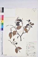 反刺苦櫧藏品圖，第1張