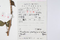 五加藏品圖，第2張