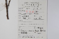 黃連木、爛心木藏品圖，第2張