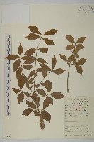 衛矛藏品圖，第1張