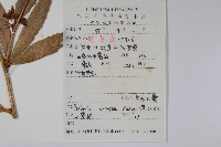 安徽小蘗藏品圖，第2張