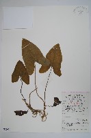 大花細辛藏品圖，第1張