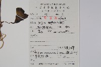 大花細辛藏品圖，第2張