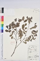 青灰葉下珠藏品圖，第1張