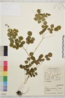 華東唐松草藏品圖，第1張