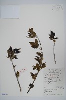 三葉毛柄槭藏品圖，第1張