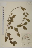 短梗南蛇藤藏品圖，第1張