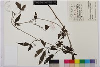 大麻葉烏頭藏品圖，第1張