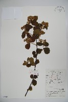 廬山莢迷藏品圖，第1張