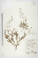 薺藏品圖，第1張