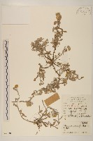 秋鼠麴草藏品圖，第1張