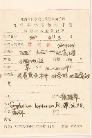 秋鼠麴草藏品圖，第2張