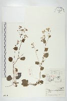 灣缺岩薺藏品圖，第1張