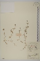 雀舌草藏品圖，第1張