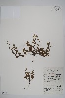 附地菜藏品圖，第1張