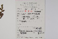 附地菜藏品圖，第2張