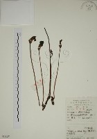 野菰藏品圖，第1張