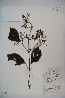 莢迷藏品圖，第1張