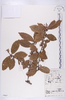 胡頹子藏品圖，第1張