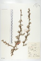 小葉胡頹子藏品圖，第1張