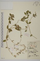 繁縷藏品圖，第1張