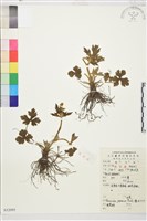 毛茛藏品圖，第1張