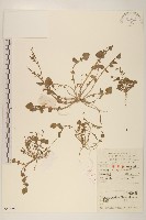 稻槎菜藏品圖，第1張