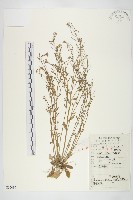 鼠耳芥藏品圖，第1張