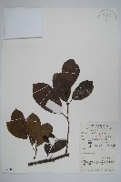 榿木藏品圖，第1張