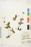 蕨葉人字果藏品圖，第1張