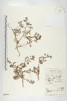 廣東葶藶藏品圖，第1張