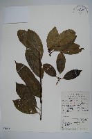 鐵冬青藏品圖，第1張