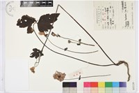 打破碗花花藏品圖，第1張