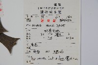 枸骨藏品圖，第2張