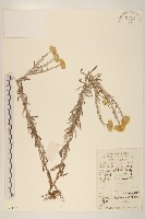 秋鼠麴草藏品圖，第1張