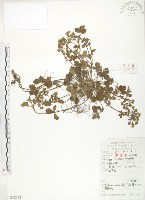 三葉委陵菜藏品圖，第1張