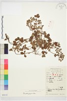 三葉委陵菜藏品圖，第2張