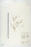 碎米薺藏品圖，第1張