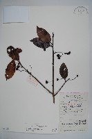 刻脈冬青藏品圖，第1張