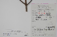 刻脈冬青藏品圖，第2張