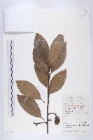 冬桃藏品圖，第1張