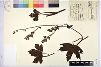 贛皖烏頭藏品圖，第1張