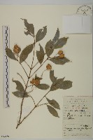 大果衛矛藏品圖，第1張