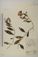 寬傘三褶葉紫菀藏品圖，第1張