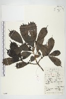 桃葉珊瑚藏品圖，第1張