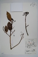 香冬青藏品圖，第1張